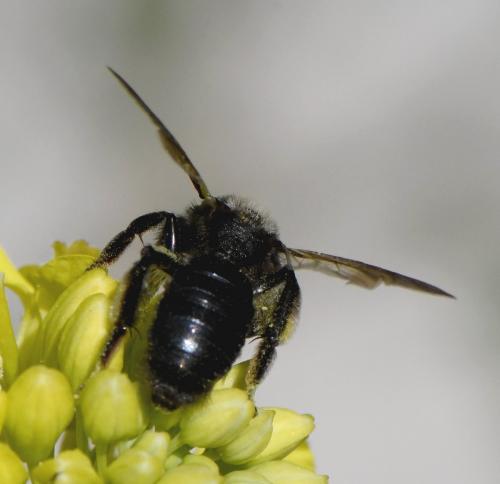 Andrena sp.